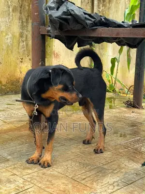 1+ year Male Purebred Rottweiler