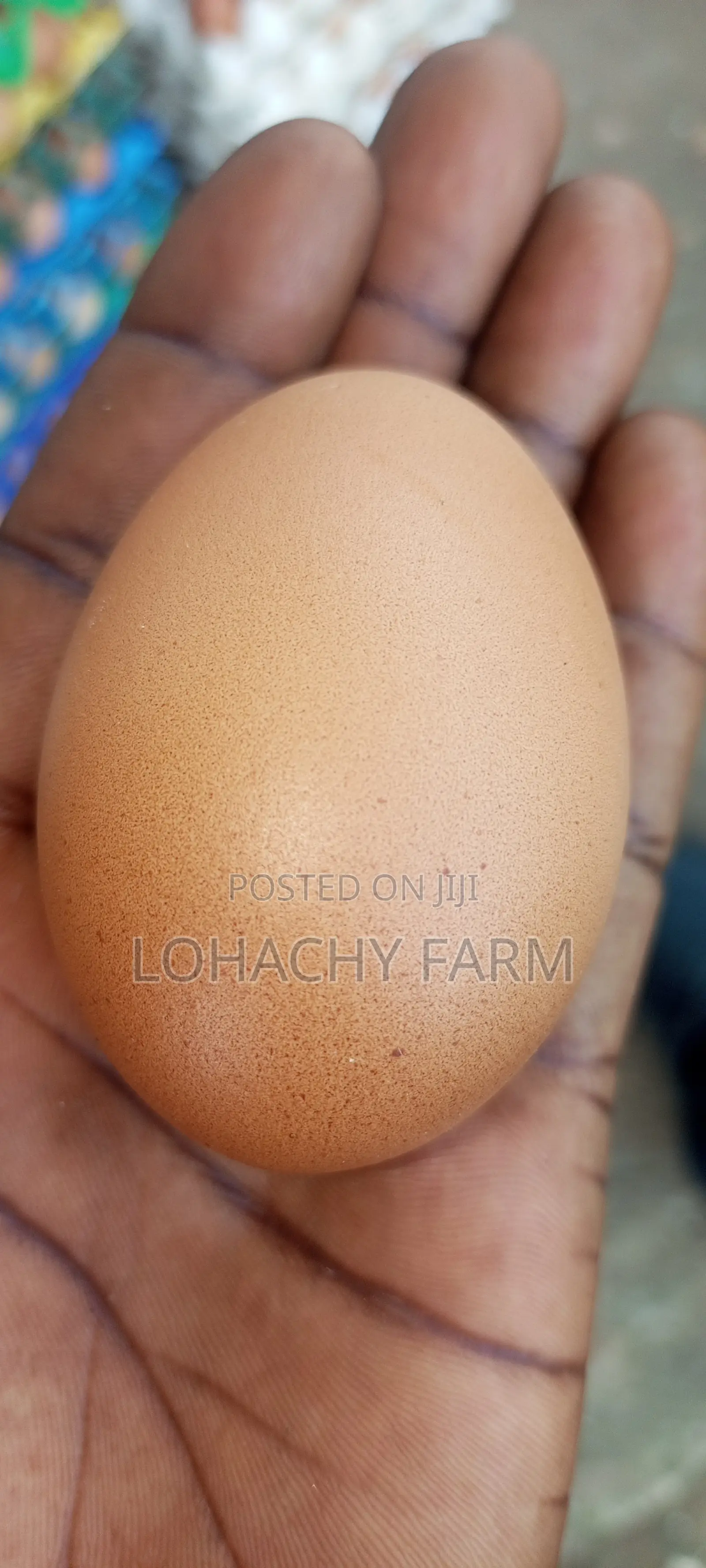 Nutri Fresh Eggs From Lohachy Farm