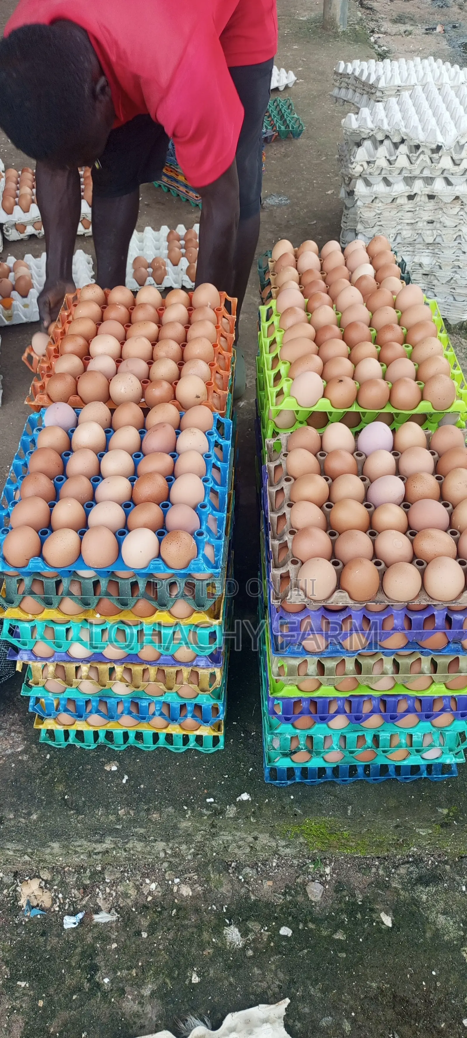 Nutri Fresh Eggs From Lohachy Farm