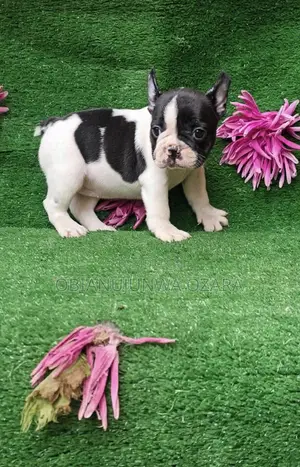 1-3 months Female Purebred French Bulldog