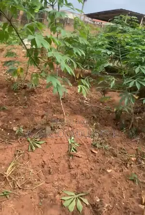 A Land for Sale