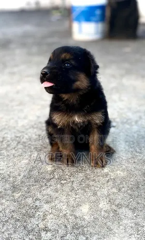 1-3 months Male Purebred German Shepherd
