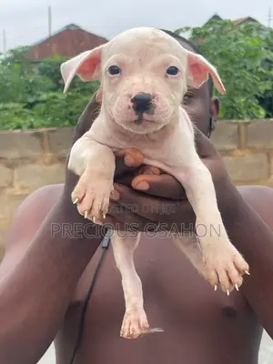 1-3 months Female Purebred American Pit Bull Terrier