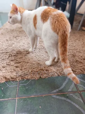6-12 months Male Purebred Cat