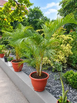 Areca Palms Golden Cane Indoor or Outdoor