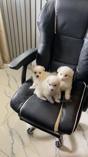 1-3 months Female Purebred American Eskimo