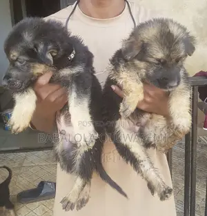 1-3 months Male Purebred German Shepherd
