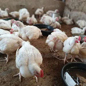 Matured Broiler Chicken