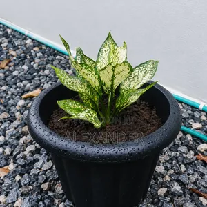 Anglaonema Chinese Evergreen Indoor Outdoor Plants Flowers
