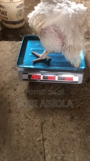 Live Chicken and Frozen Chicken