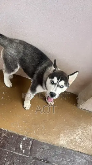 3-6 months Female Purebred Siberian Husky