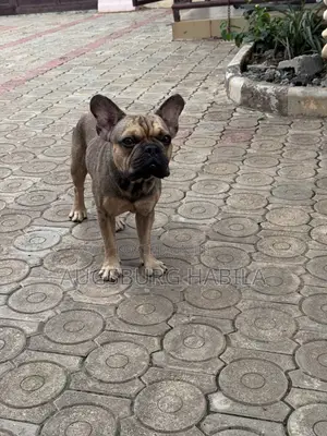 1+ year Male Purebred French Bulldog