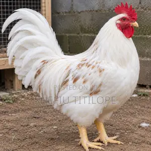 Cockerel Chickens
