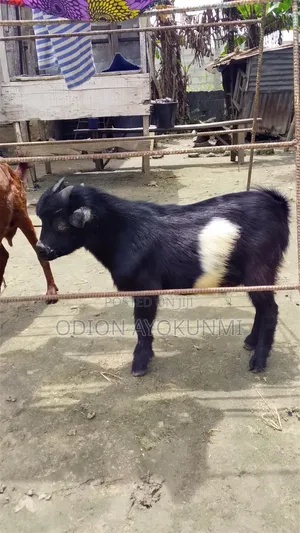 “Healthy Young Male Goat (Buck) for Sale – Ikorodu”