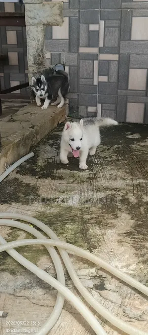 1-3 months Female Purebred Siberian Husky