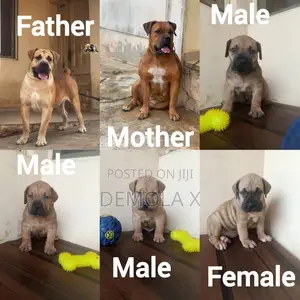 1-3 months Male Purebred Boerboel