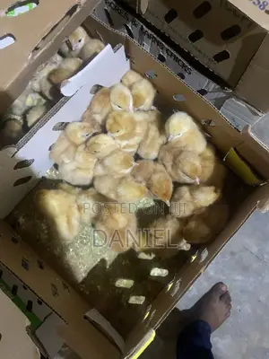 Day Old Chicks