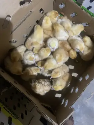 Day Old Chicks