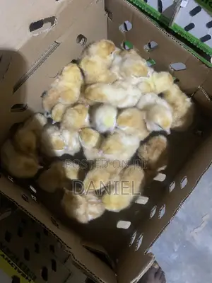 Day Old Chicks