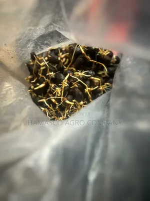 Oil Palm Seeds (Supergene Seed and Tenera Seeds)