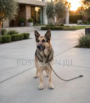 1+ year Male Purebred German Shepherd