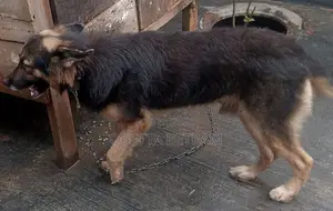 1+ year Male Purebred German Shepherd