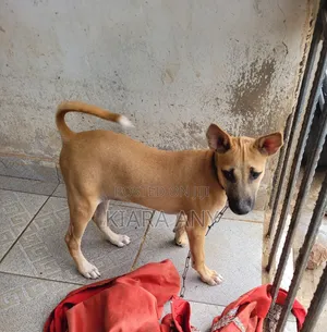 3-6 months Male Purebred Dog