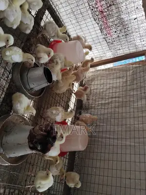 3 Weeks Old Broiler Chicken