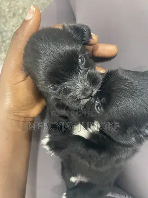 0-1 month Female Purebred Lhasa Apso