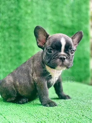 1-3 months Female Purebred French Bulldog