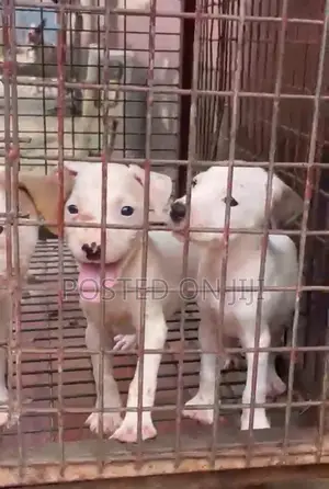 1-3 months Male Purebred American Pit Bull Terrier