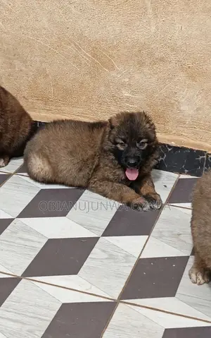 1-3 months Female Purebred Caucasian Shepherd