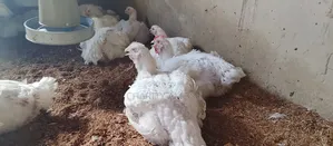 Dressed Chicken