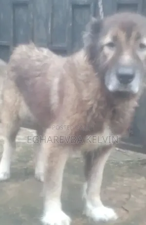 1+ year Female Purebred Caucasian Shepherd