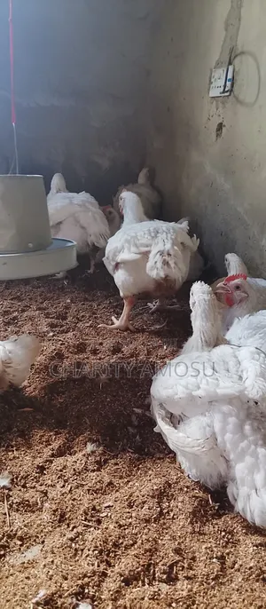 Dressed Chicken