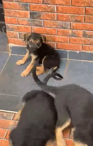 1-3 months Female Purebred German Shepherd
