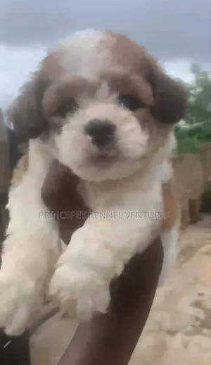 1-3 months Female Purebred Lhasa Apso