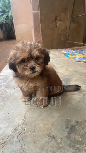1-3 months Female Purebred Lhasa Apso