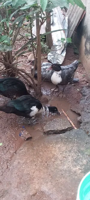 Healthy Farm-Raised Premium Mascovy Ducks Mature Ready