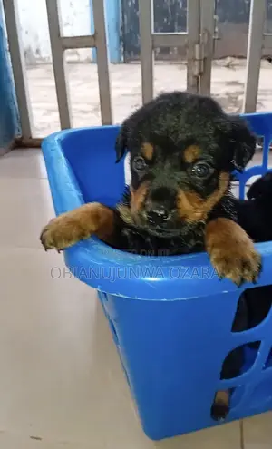 1-3 months Female Purebred Rottweiler