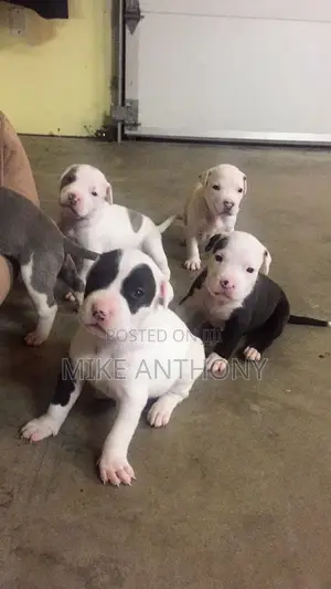 1-3 months Male Purebred American Bully