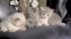 1-3 months Female Purebred Persian