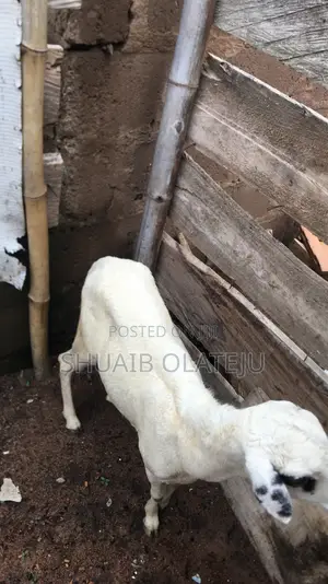 Healthy Sheep She as Giving Birth Once