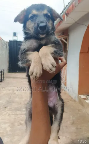 1-3 months Male Purebred German Shepherd