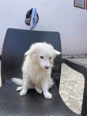 1-3 months Male Purebred American Eskimo