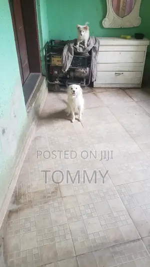 1+ year Female Purebred American Eskimo