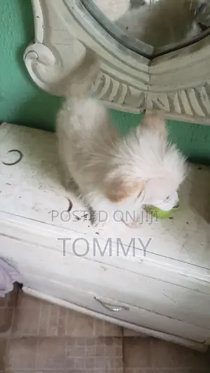 1-3 months Male Purebred American Eskimo