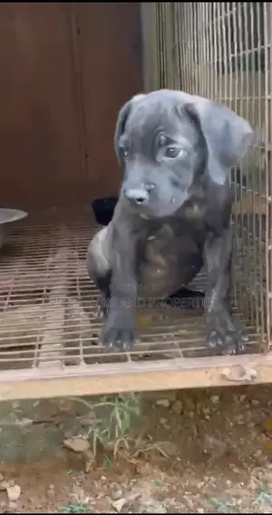 1-3 months Female Purebred Boerboel