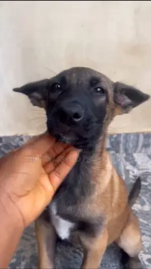 1-3 months Female Purebred Belgian Malinois