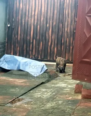 1-3 months Male Purebred Boerboel